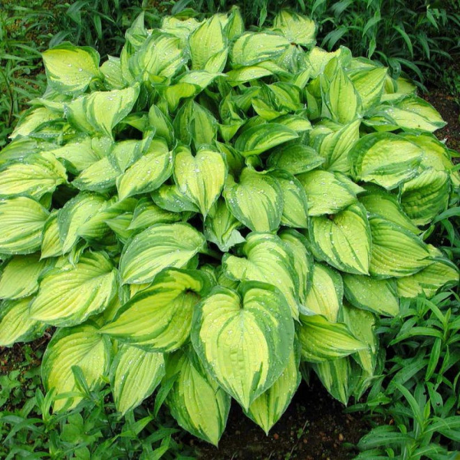 Melsvė (Hosta) 'Stained Glass'