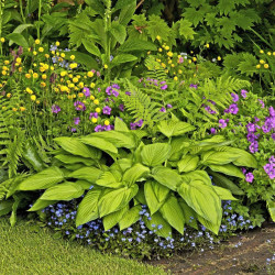 Melsvė (Hosta) 'Stained Glass'