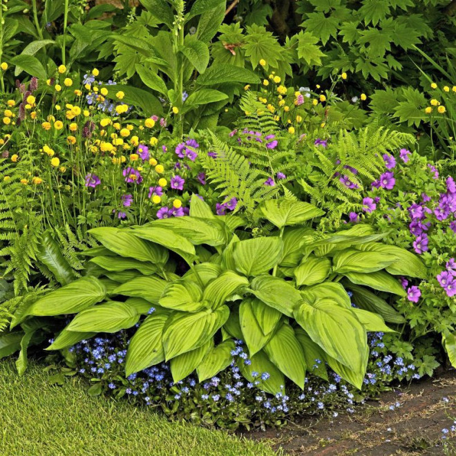 Melsvė (Hosta) 'Stained Glass'