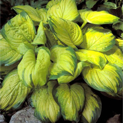 Melsvė (Hosta) 'Stained Glass'