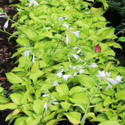 Melsvė (Hosta) 'Stained Glass'