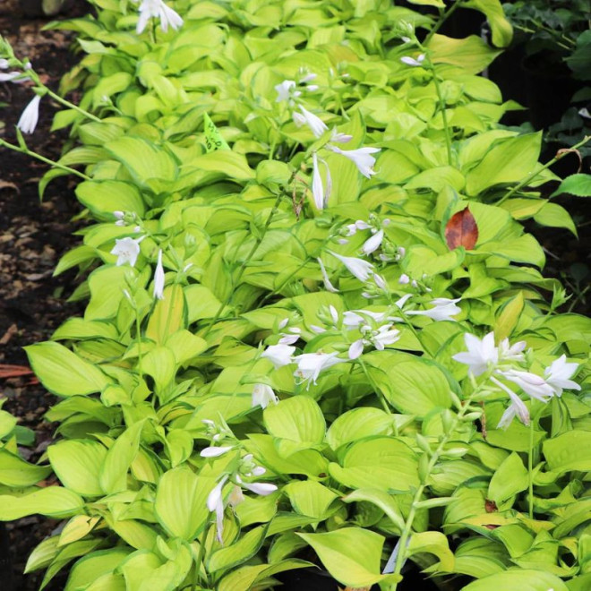 Melsvė (Hosta) 'Stained Glass'