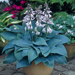 Melsvė (Hosta) 'Halcyon'