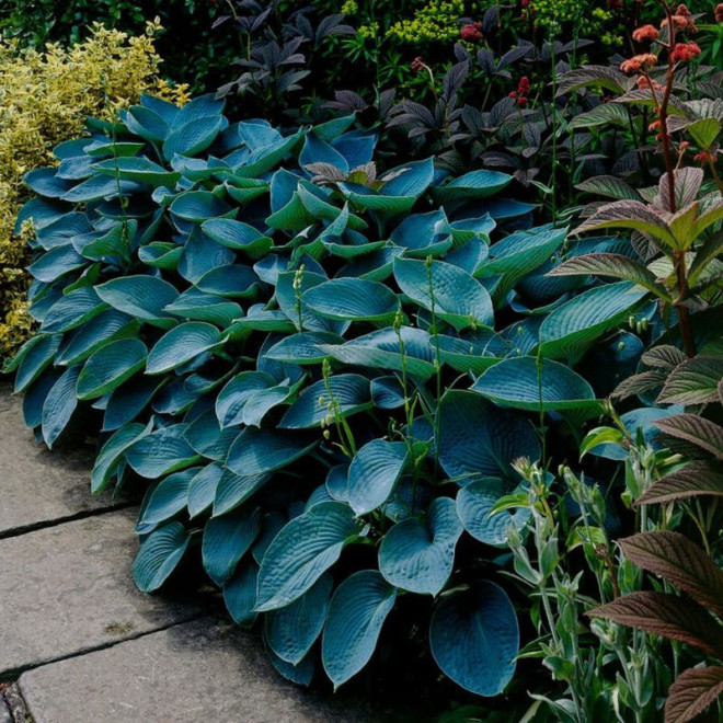 Melsvė (Hosta) 'Halcyon'