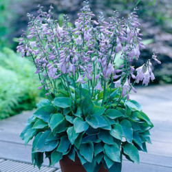 Melsvė (Hosta) 'Halcyon'