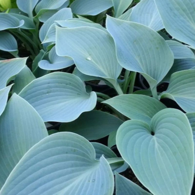 Melsvė (Hosta) 'Halcyon'