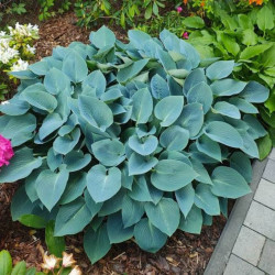 Melsvė (Hosta) 'Halcyon'