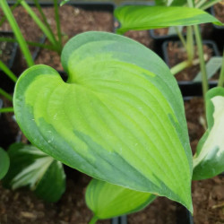Melsvė (Hosta) 'Midwest Magic'