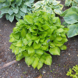 Melsvė (Hosta) 'Midwest Magic'