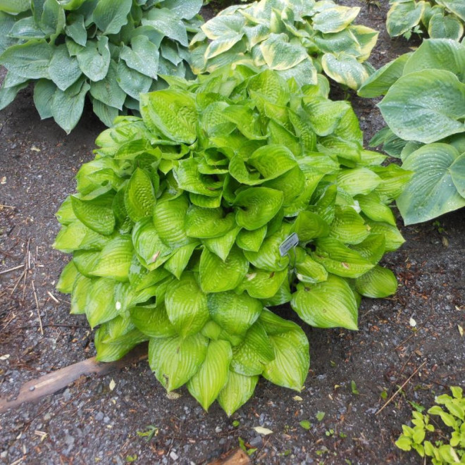 Melsvė (Hosta) 'Midwest Magic'