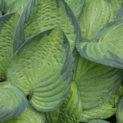 Melsvė (Hosta) 'Midwest Magic'