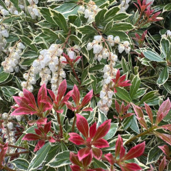Bereinutis japoninis (Pieris japonica) 'Little Heath'