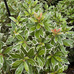 Bereinutis japoninis (Pieris japonica) 'Little Heath'