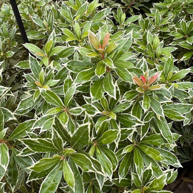 Bereinutis japoninis (Pieris japonica) 'Little Heath'