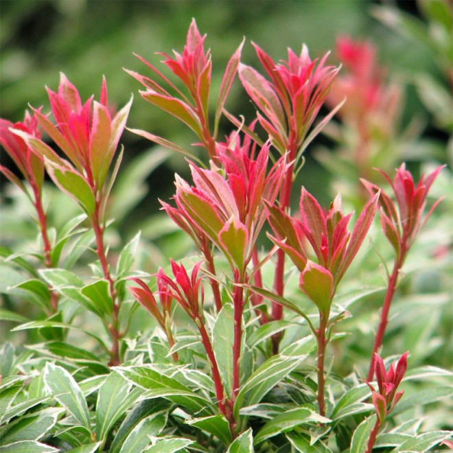 Bereinutis japoninis (Pieris japonica) 'Little Heath'