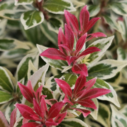 Bereinutis japoninis (Pieris japonica) 'Little Heath'