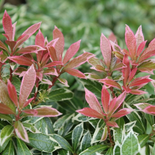 Bereinutis japoninis (Pieris japonica) 'Little Heath'
