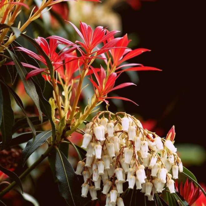 Bereinutis japoninis (Pieris japonica) 'Mountain Fire'