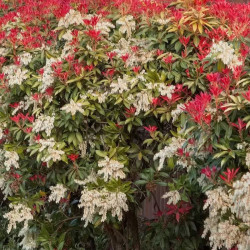 Bereinutis japoninis (Pieris japonica) 'Mountain Fire'