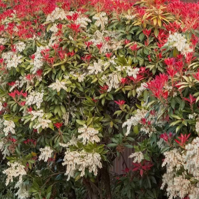 Bereinutis japoninis (Pieris japonica) 'Mountain Fire'
