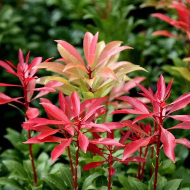 Bereinutis japoninis (Pieris japonica) 'Mountain Fire'