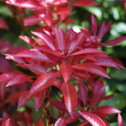 Bereinutis japoninis (Pieris japonica) 'Mountain Fire'
