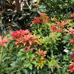 Bereinutis japoninis (Pieris japonica) 'Mountain Fire'
