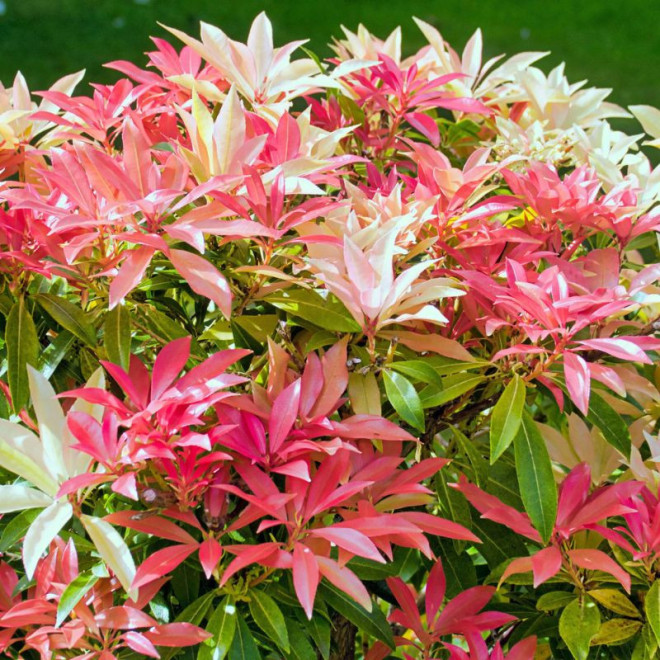 Bereinutis japoninis (Pieris japonica) 'Mountain Fire'