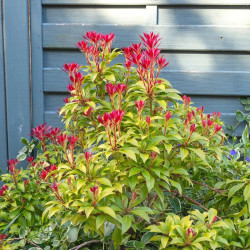 Bereinutis japoninis (Pieris japonica) 'Mountain Fire'