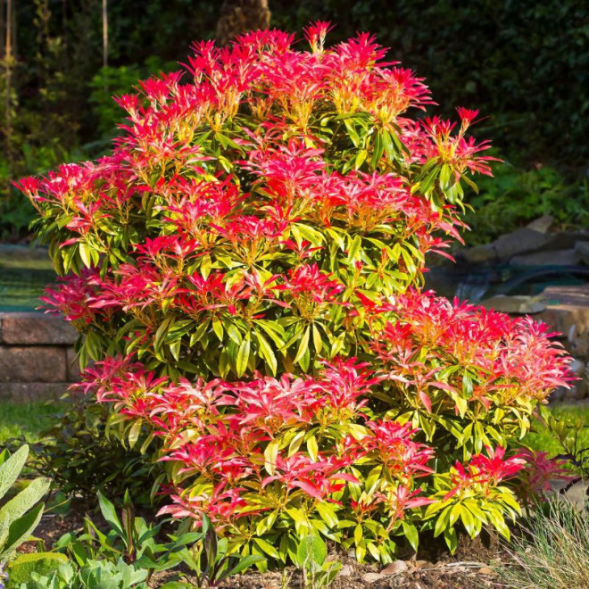 Bereinutis japoninis (Pieris japonica) 'Mountain Fire'