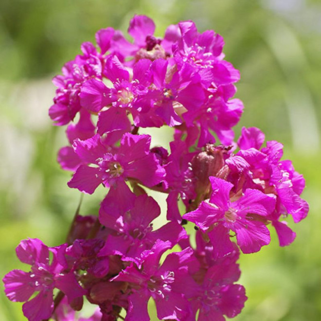 Smaliukė (Lychnis viscaria)