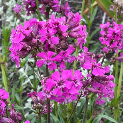Smaliukė (Lychnis viscaria)