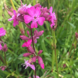 Smaliukė (Lychnis viscaria)