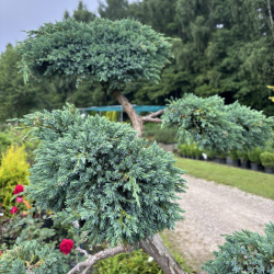 Kadagys (Juniperus) BONSAI formos