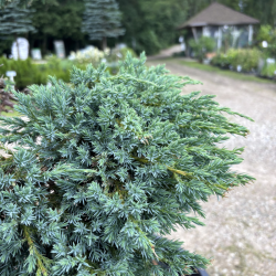 Kadagys (Juniperus) BONSAI formos