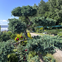Kadagys (Juniperus) BONSAI formos