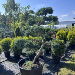 Kadagys (Juniperus) BONSAI formos
