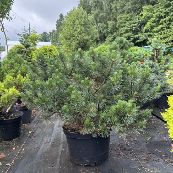 Pušis kalninė (Pinus mugo)