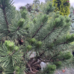 Pušis kalninė (Pinus mugo)