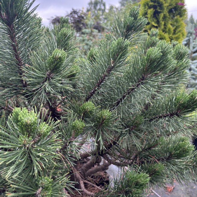 Pušis kalninė (Pinus mugo)