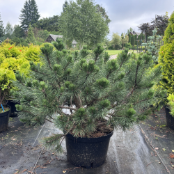 Pušis kalninė (Pinus mugo)