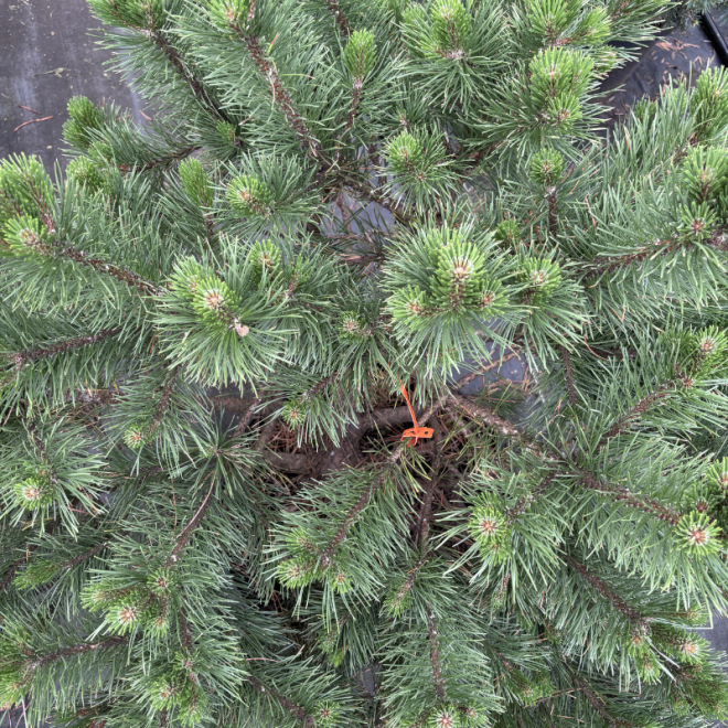 Pušis kalninė (Pinus mugo)