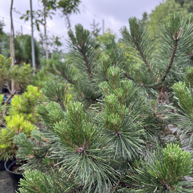 Pušis kalninė (Pinus mugo)