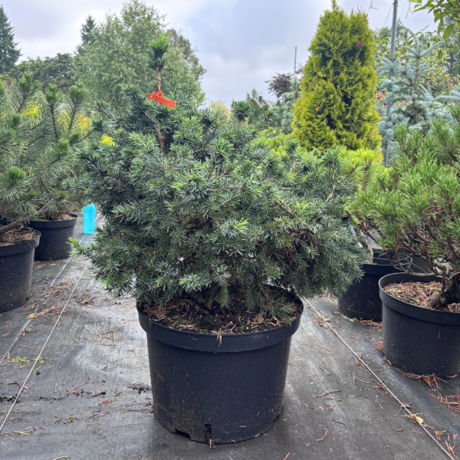 Eglė serbinė (Picea omorika)