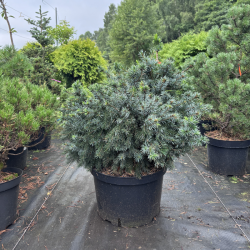 Eglė serbinė (Picea omorika)