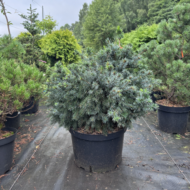 Eglė serbinė (Picea omorika)