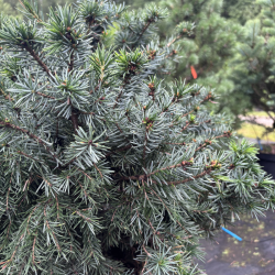 Eglė serbinė (Picea omorika)