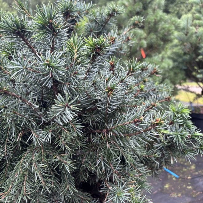Eglė serbinė (Picea omorika)