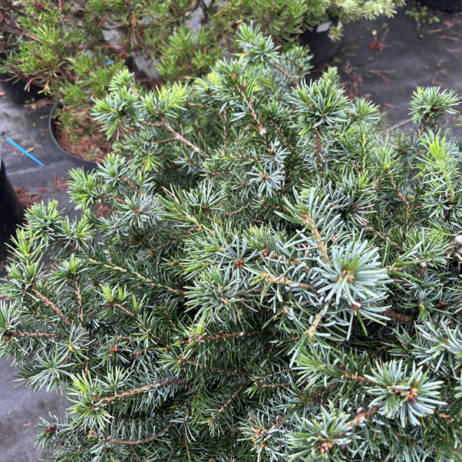 Eglė serbinė (Picea omorika)