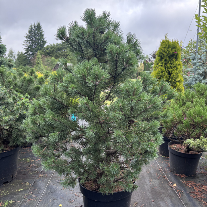 Pušis kalninė (Pinus mugo)